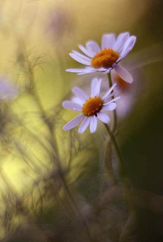 ... фото превью