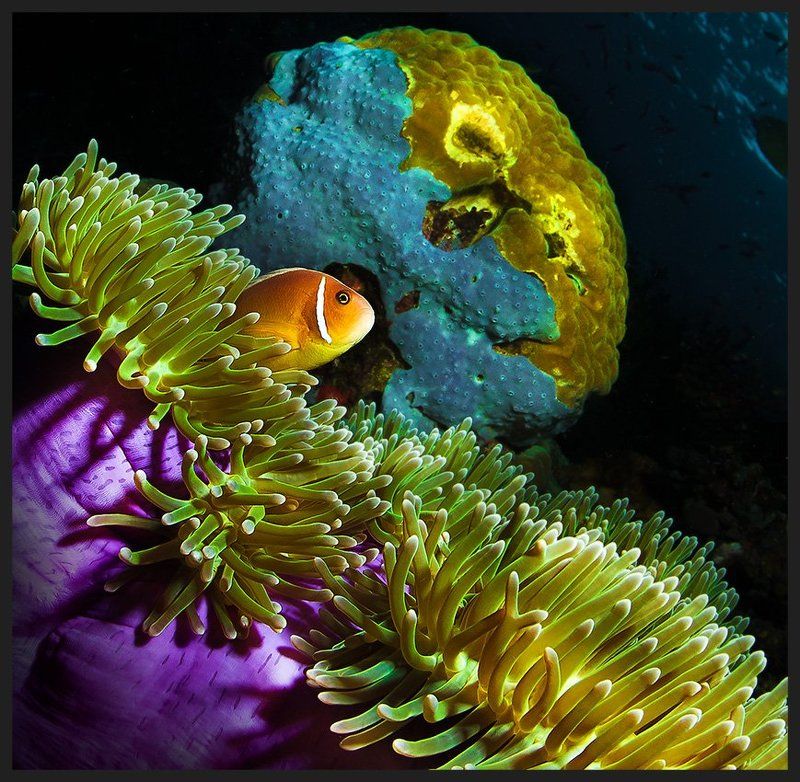 На троне фото превью