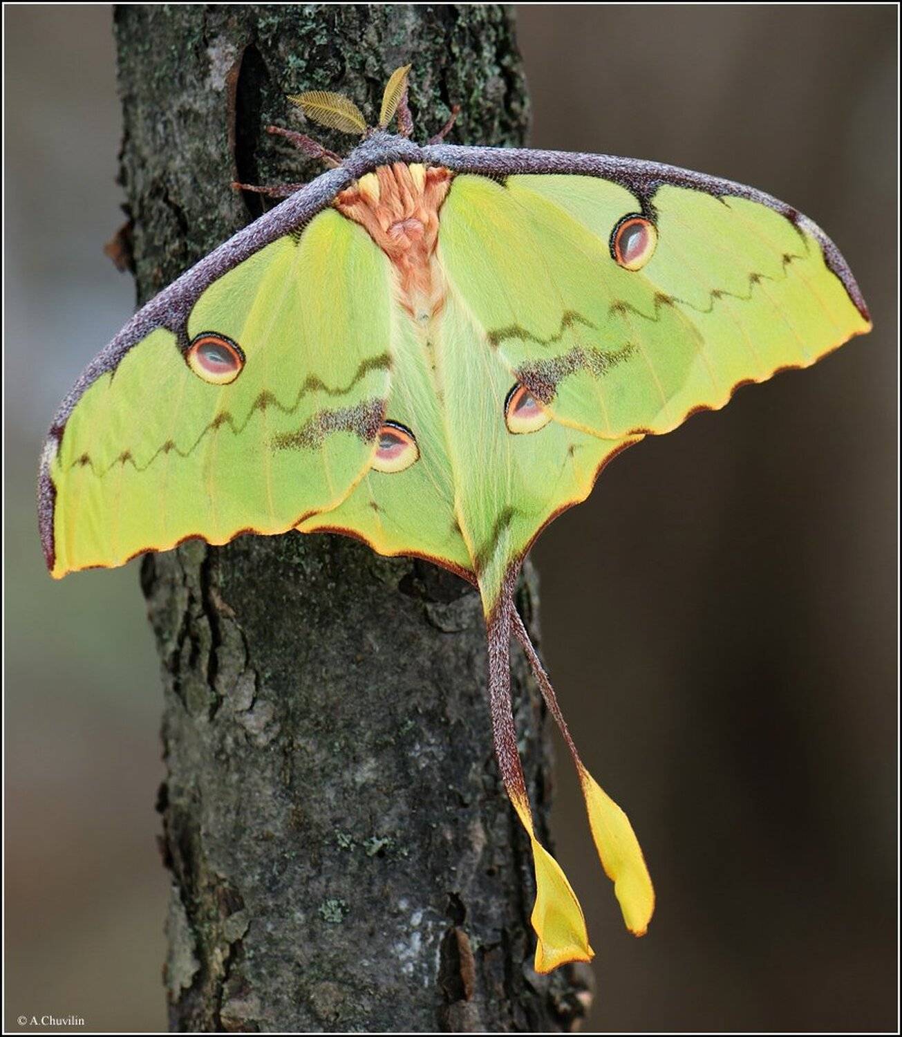 павлиноглазка,мимоза,mimosae, Александр Чувилин