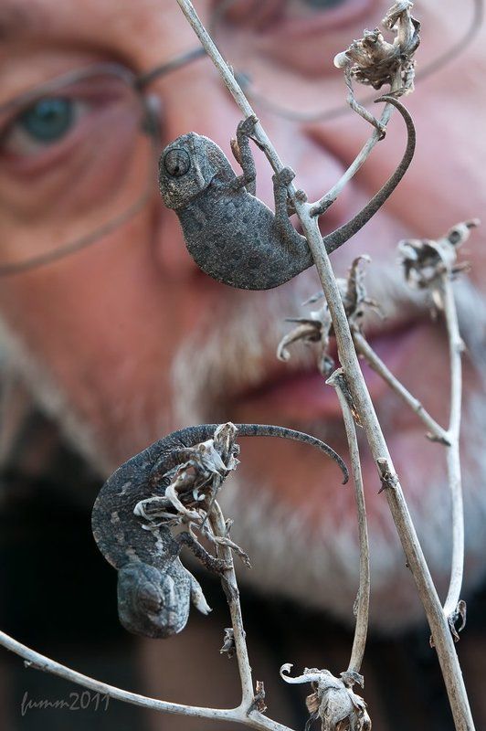 МАКРУШНИК. фото превью