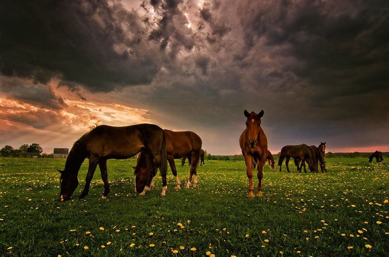 Пастбище фото превью
