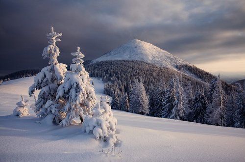 Полонына Хом'якив