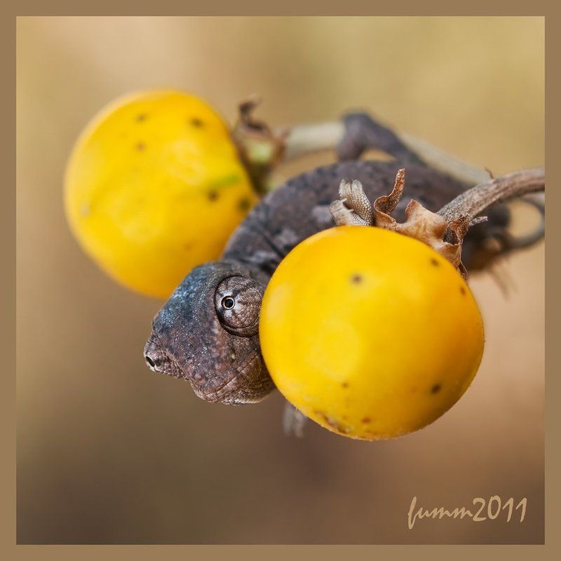 АРБУЗЫ, АРБУЗЫ... А ВОТ КОМУ ДЫНЬКУ?! фото превью