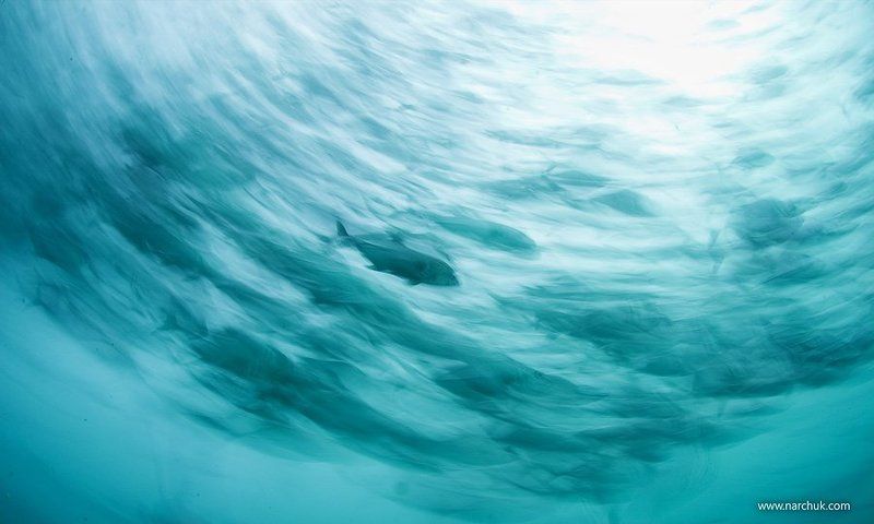 school,fish,caranx,jackfish,sea,blue,motion Один из стаи фото превью