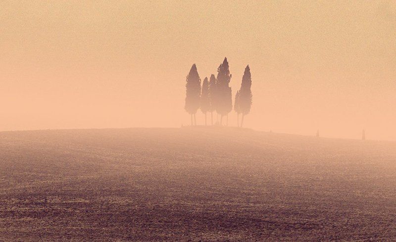 ёжики в тумне фото превью