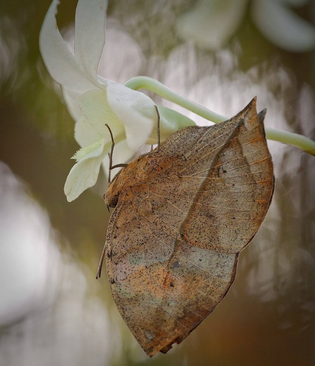 , Андрей Канышев