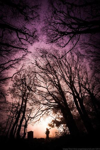 Магический лес