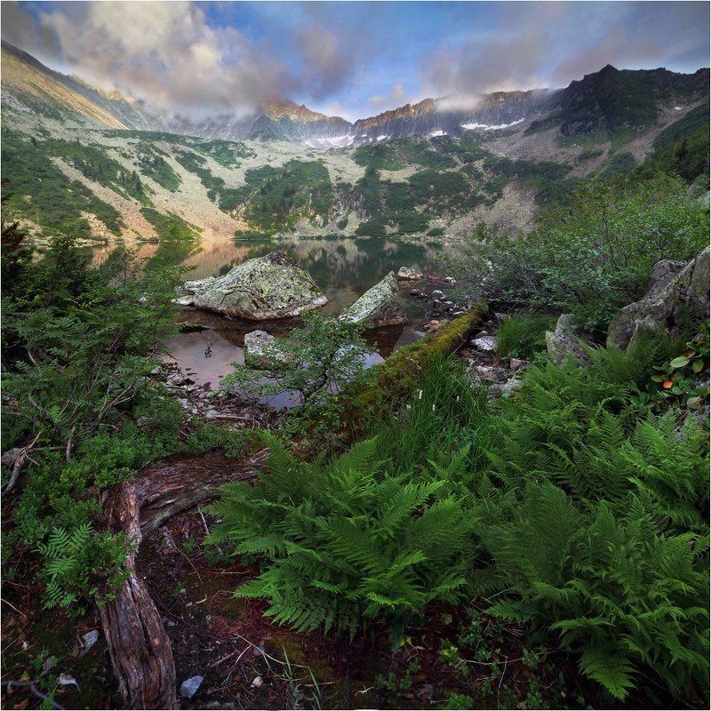 берег не топтанного папоротника фото превью