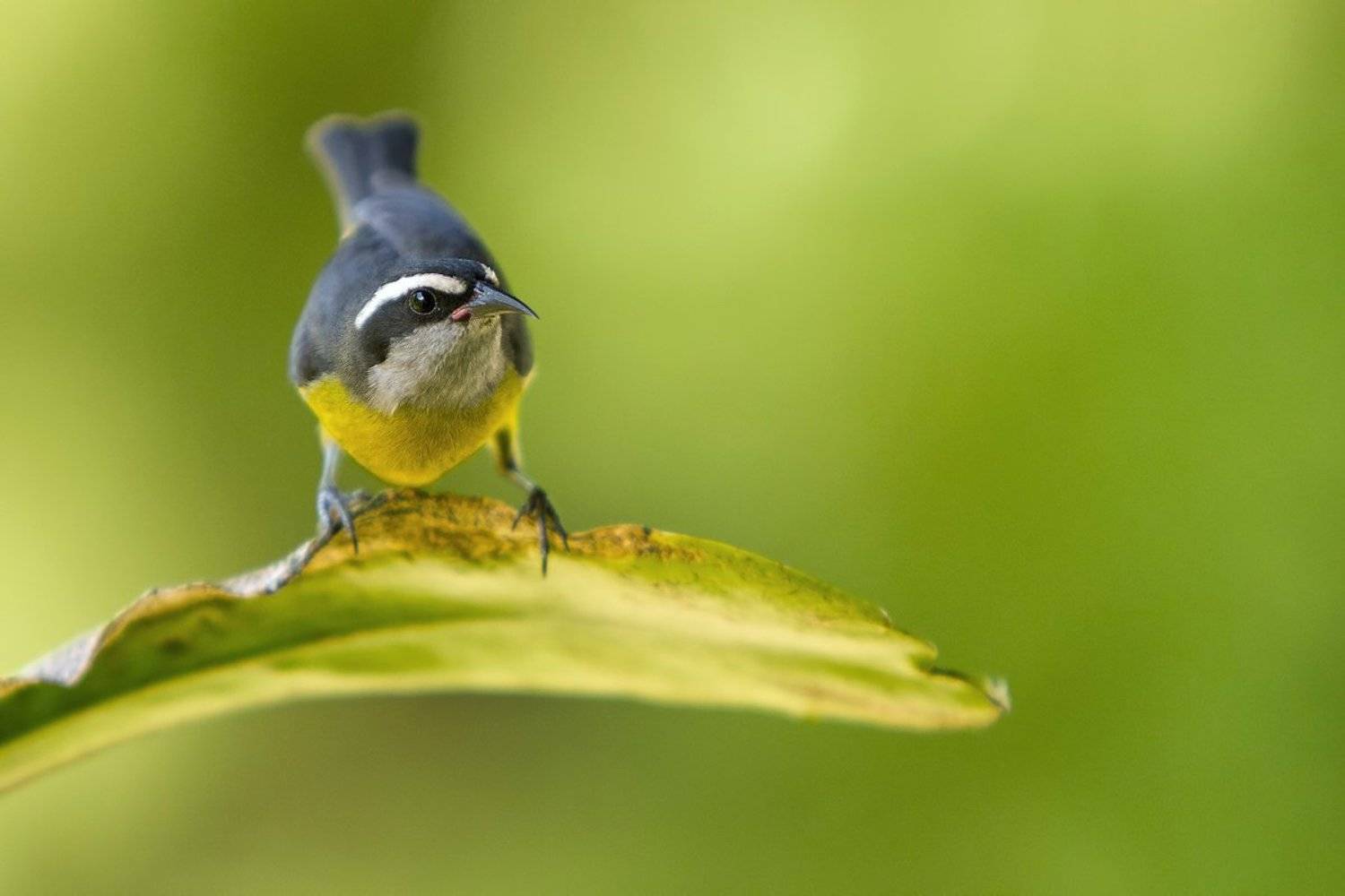 cambacica, bananaquit, сахарная птица, птицы, бразилия, coereba flaveola, Елена Давыдова