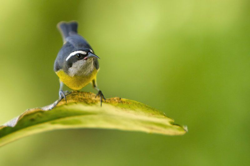 cambacica, bananaquit, сахарная птица, птицы, бразилия, coereba flaveola Cахарная птичка фото превью