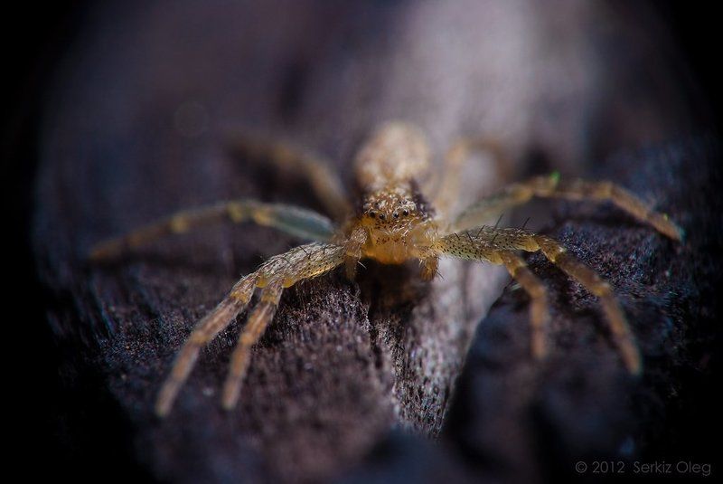 macro, crab spider, nature, nikon, d80, small, cute, oleg serkiz /**\\ фото превью