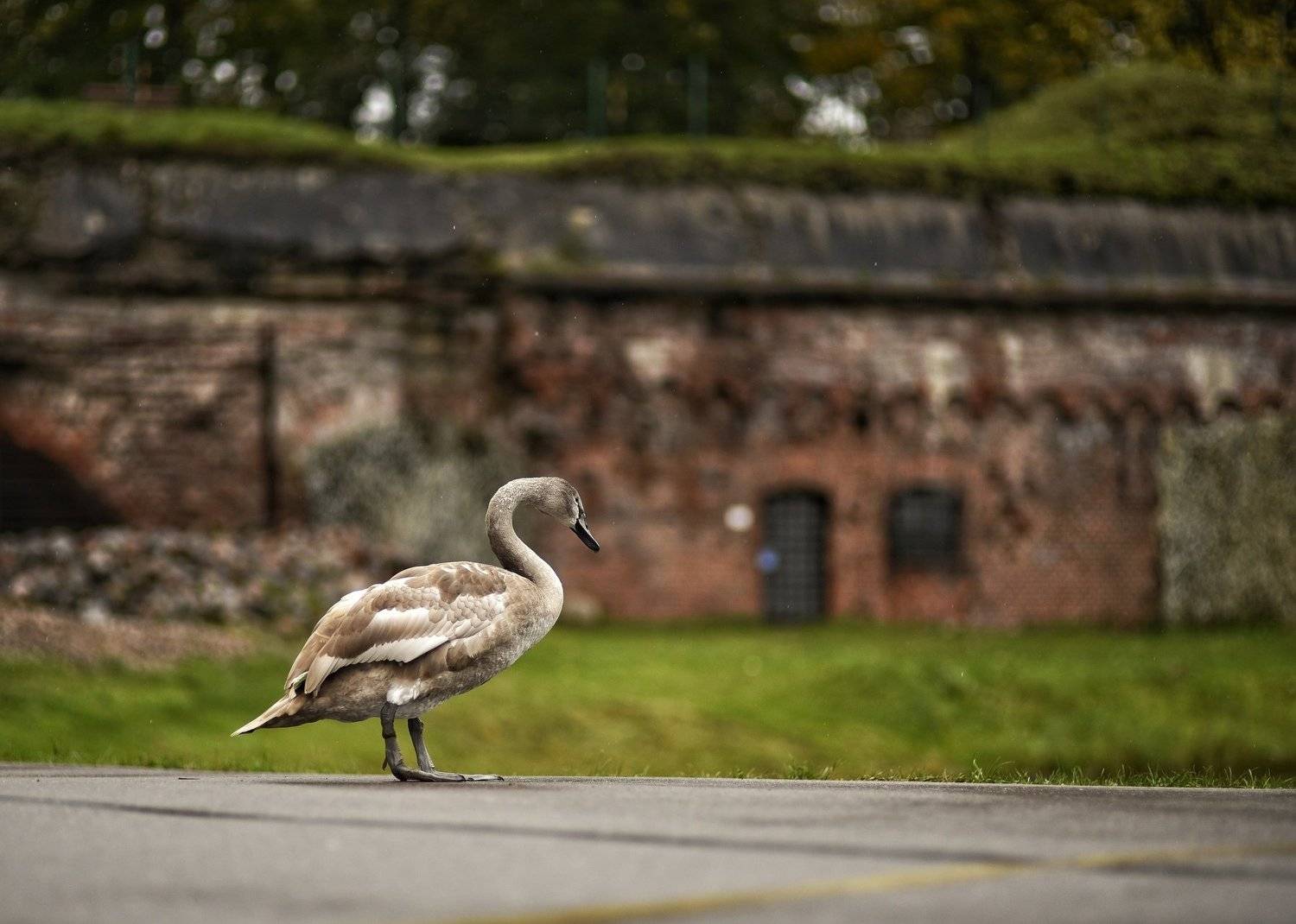 , Владимир Леликов-Кузьменко