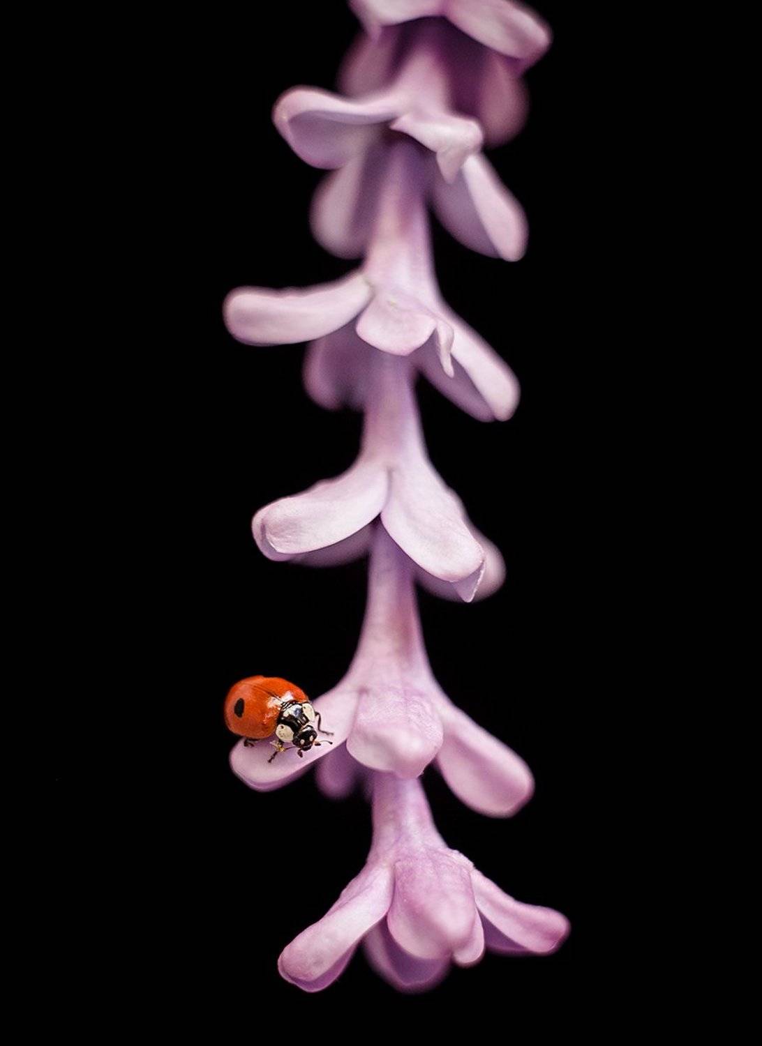 макро, сирень, божьякоровка, природа, весна, цвет,, Дмитрий Гусалов