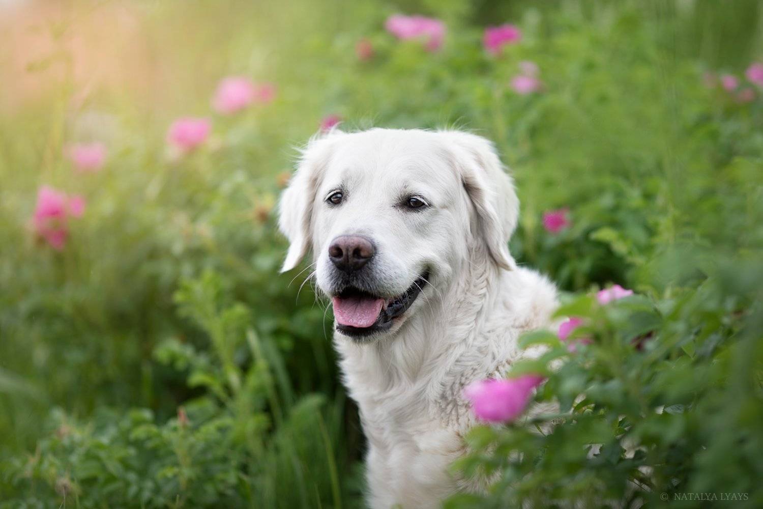 , Наталья Ляйс