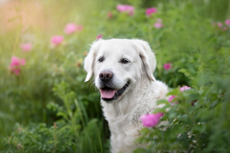 В цветах фото превью