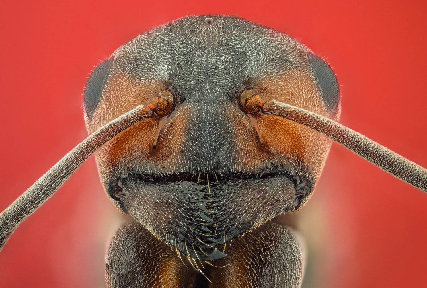 ceclii, macro, nikon d3400, semiplan, Tsvetan Ganev