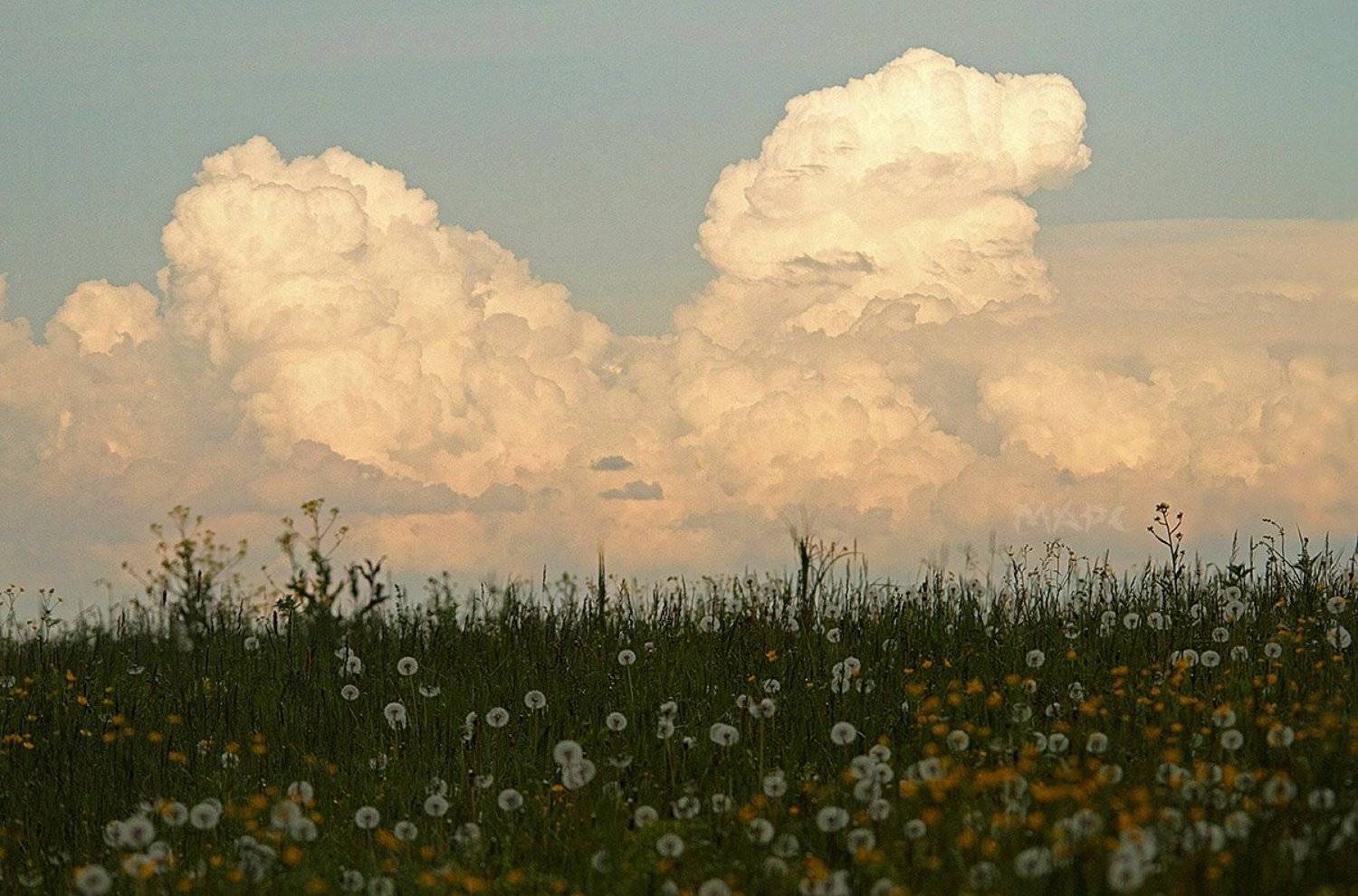 пейзаж лето одуванчики поле  облака, Шангареев Марс