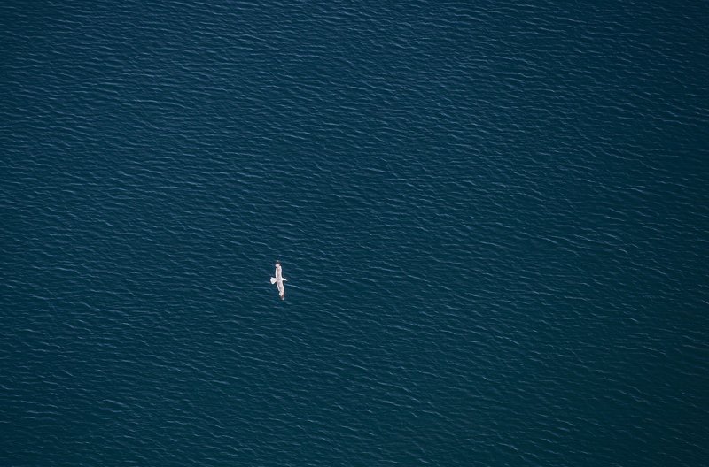 Байкал и чайка  фото превью