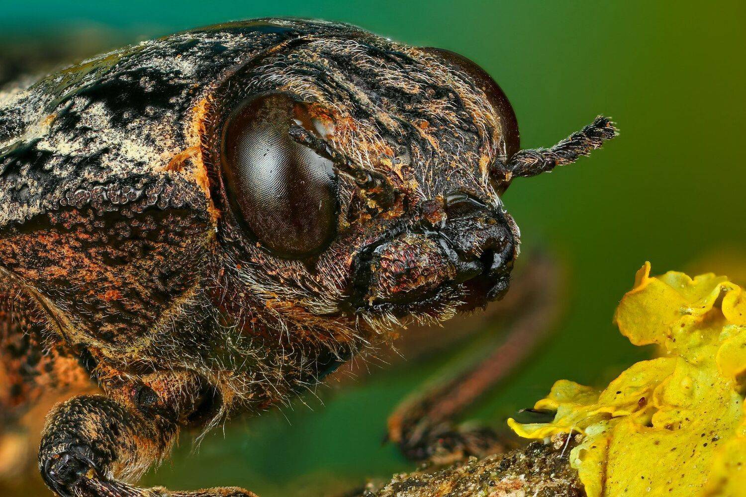 жук,макро,природа,усы,цвет,глаза,портрет,зеленый, Андрей Шаповалов