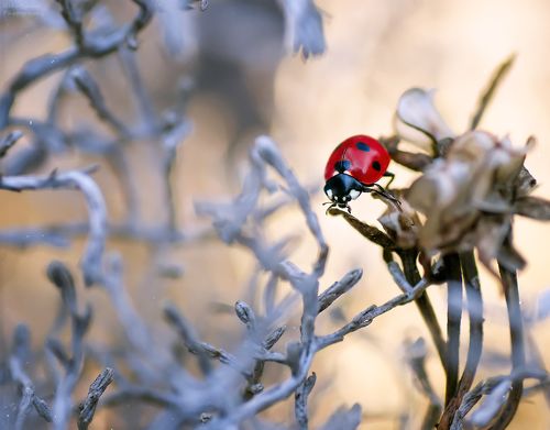Загадочный лес