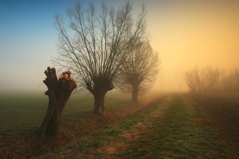sunrise, morning, light, spring, fog, mist, tree, willow, At the beginning of the day фото превью