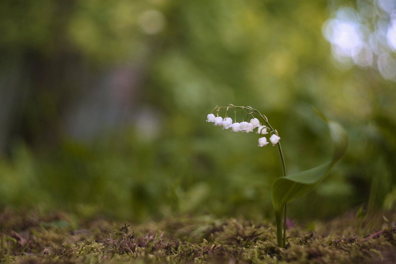 , Эдуард Колобошников