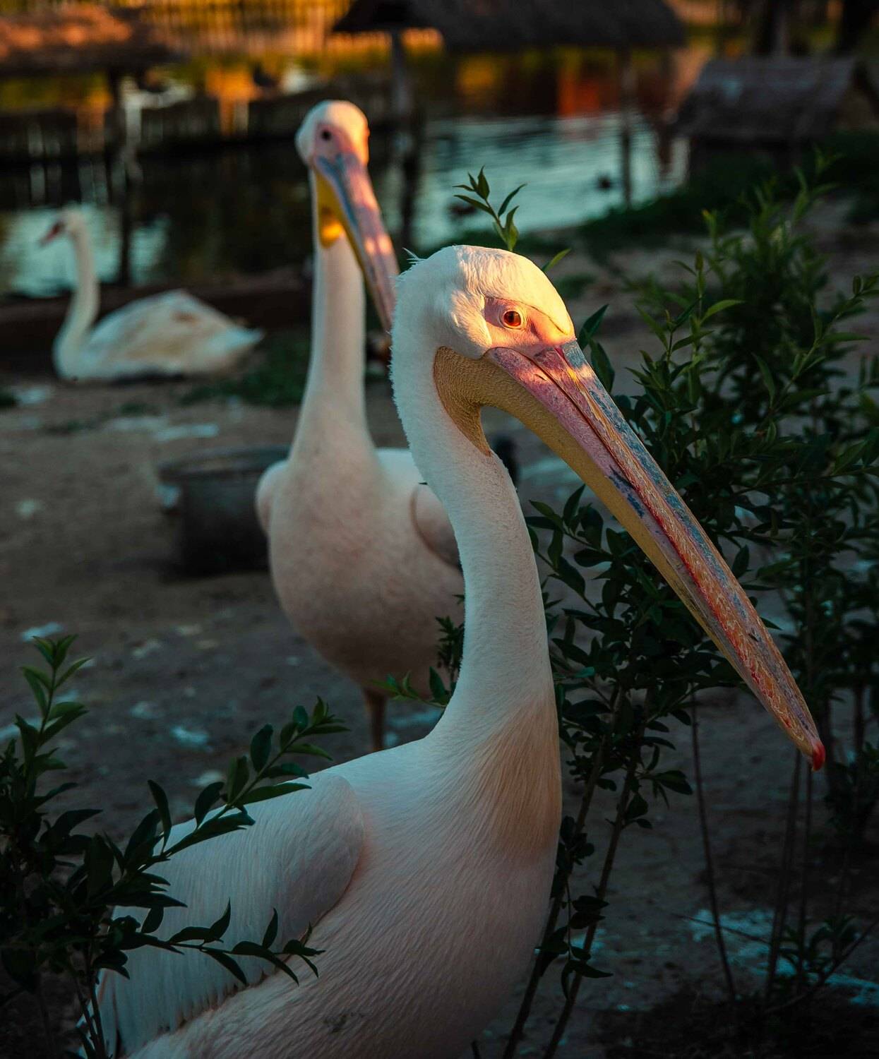 , Александр Хромеев