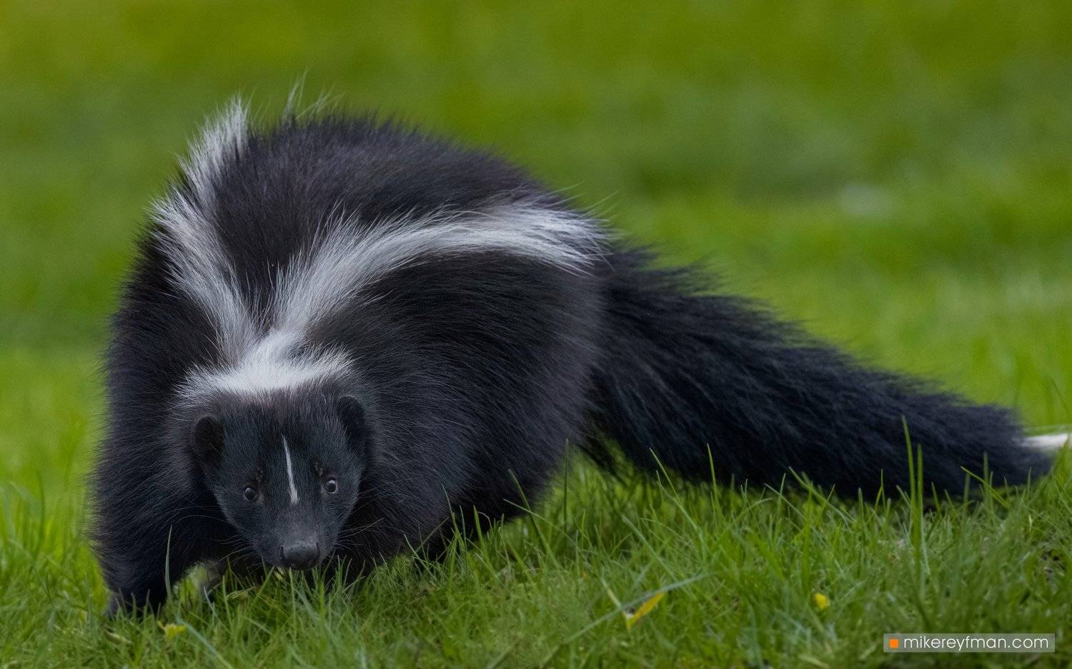 skunk, local wildlife, arlington club, wheeling, illinois, Майк Рейфман