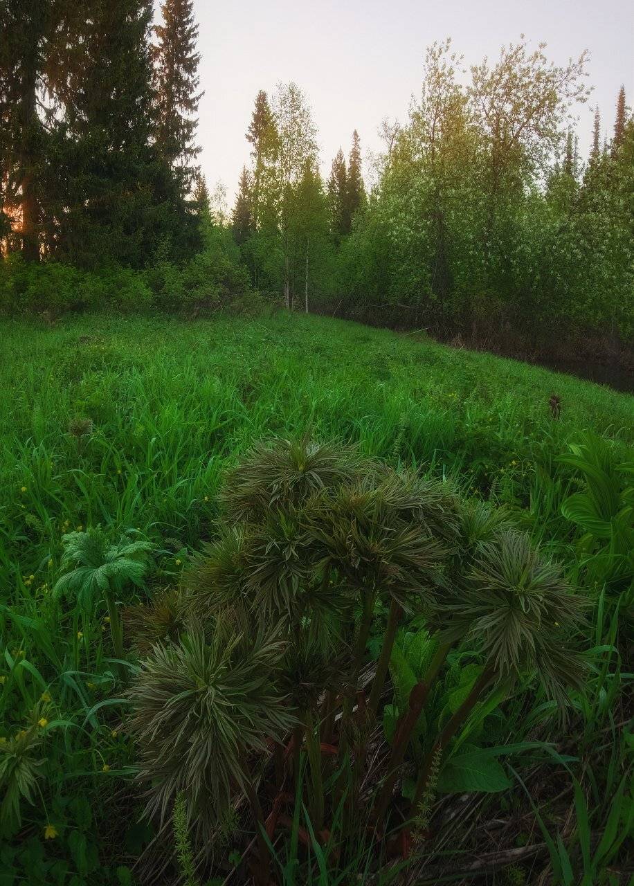 печора,коми,белые ночи, Игорь Подобаев