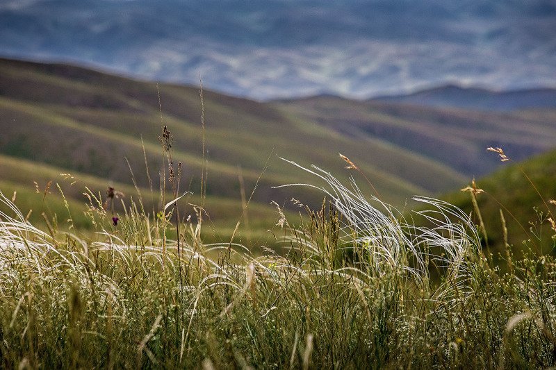 южный урал,оренбургская область, орск, новотроицк, Ковыль... фото превью
