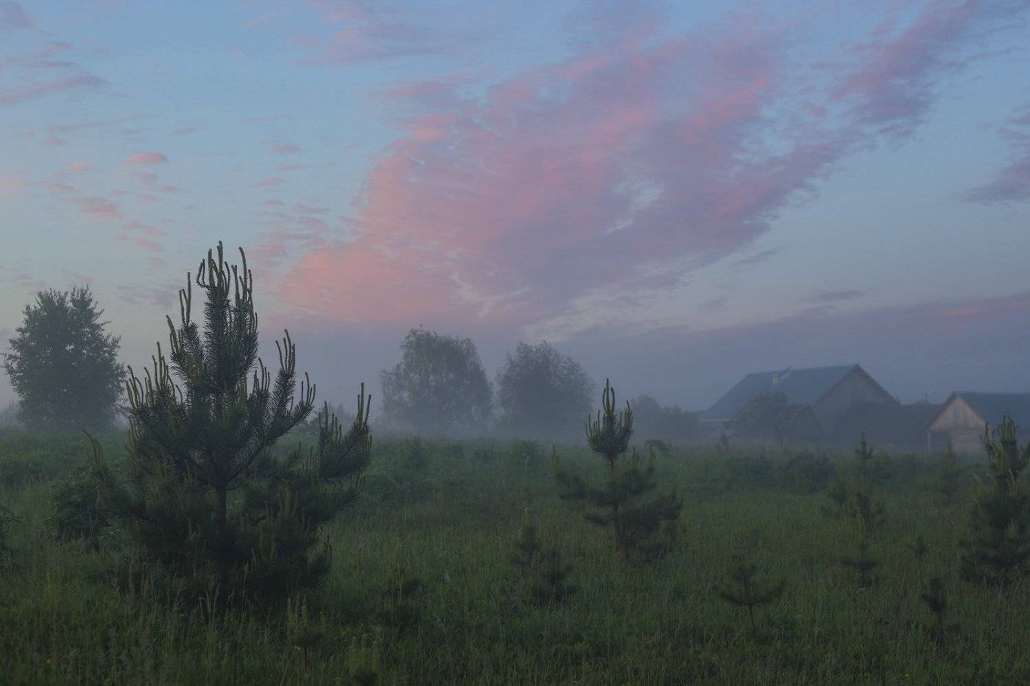 утро туман деревня поле сосенки, Дмитрий Алексеев