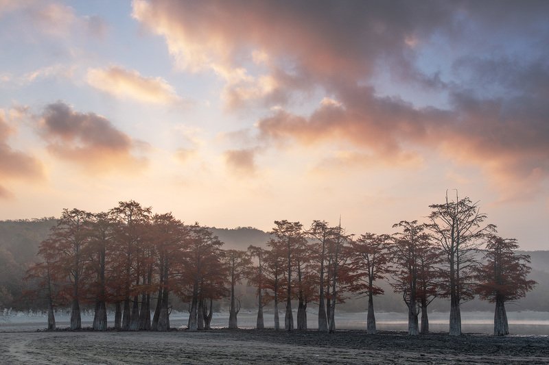 Кипарисы в Сукко фото превью
