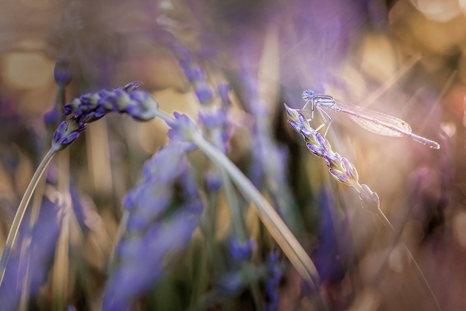 , Nicolae Fanurie Chirobocea