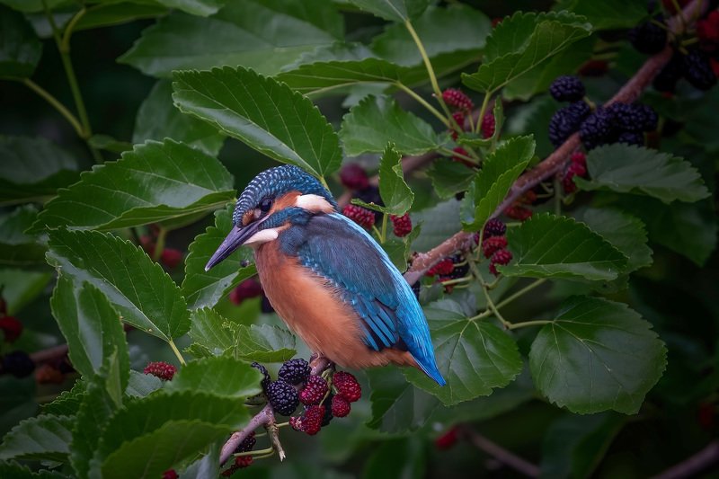 Kingfisher.... фото превью