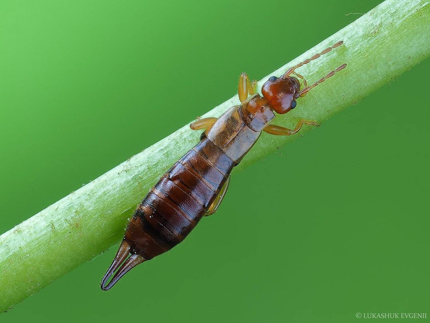 , Евгений Лукашук