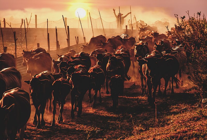 a AFTERNOON фото превью