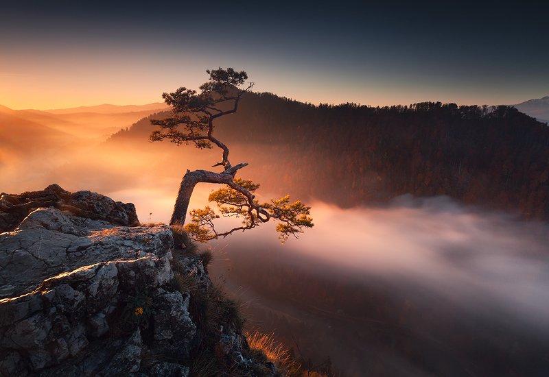 Bonsai