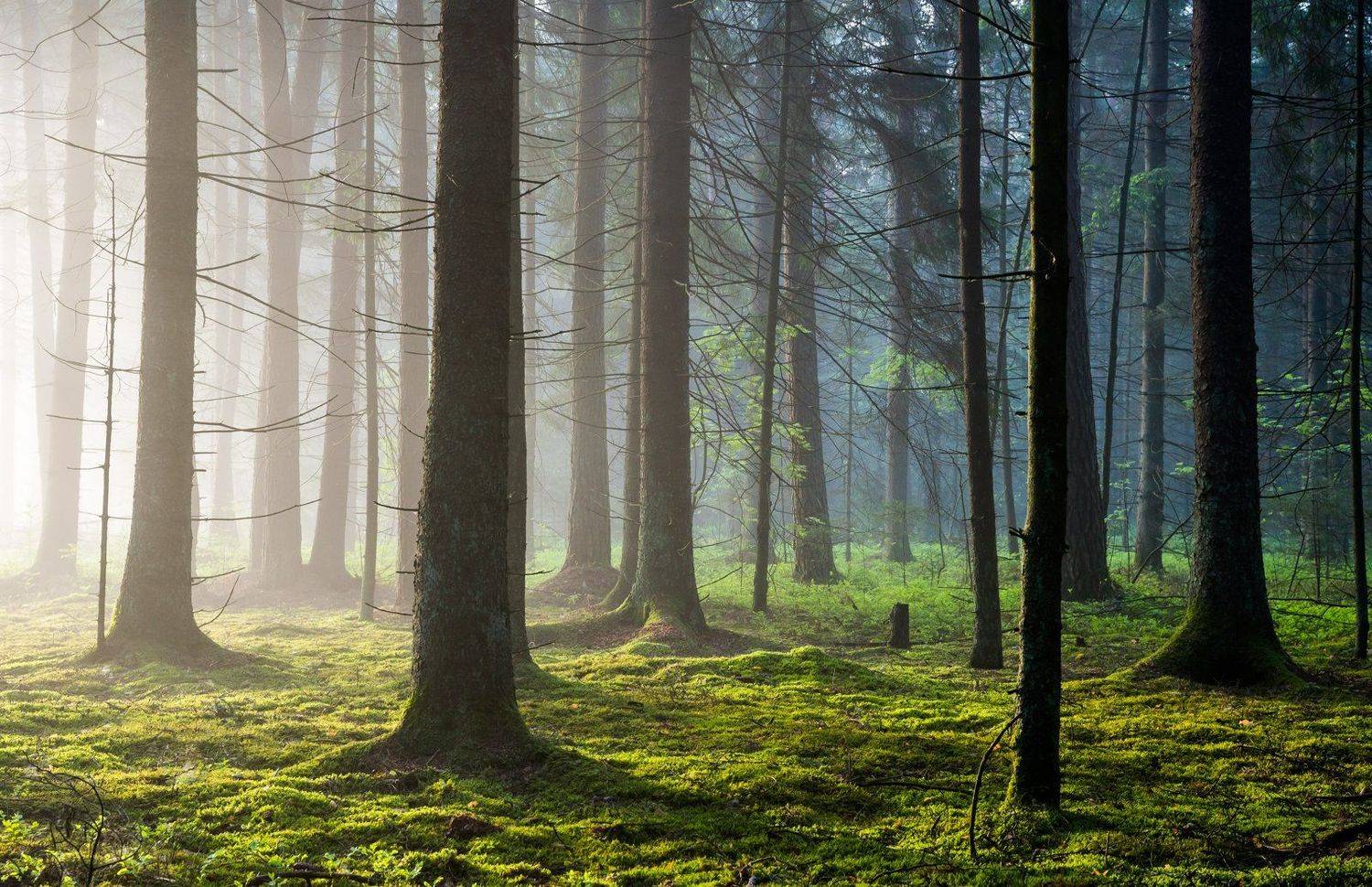 , Руслан Авдевич