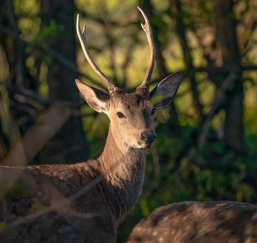 Пятнистый олень на Ставрополье