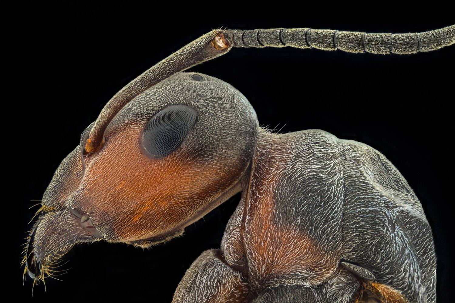 ceclii, macro, nikon z50, Tsvetan Ganev