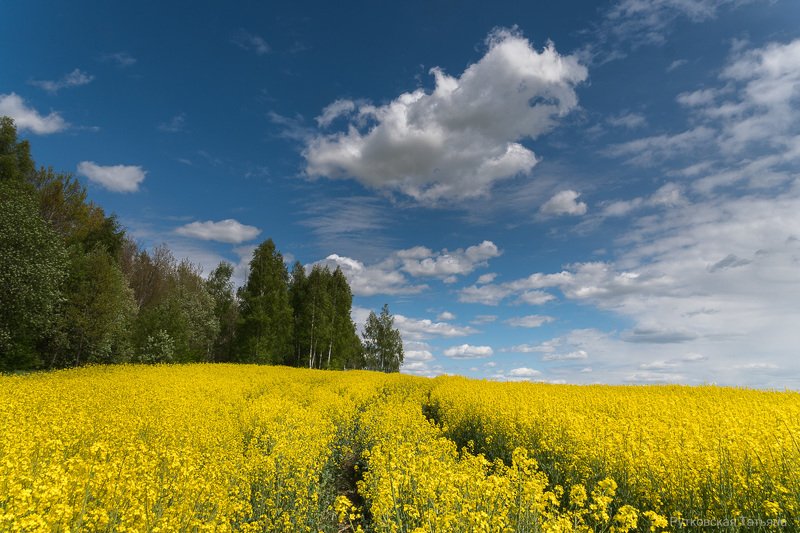 Над рапсовым полем фото превью