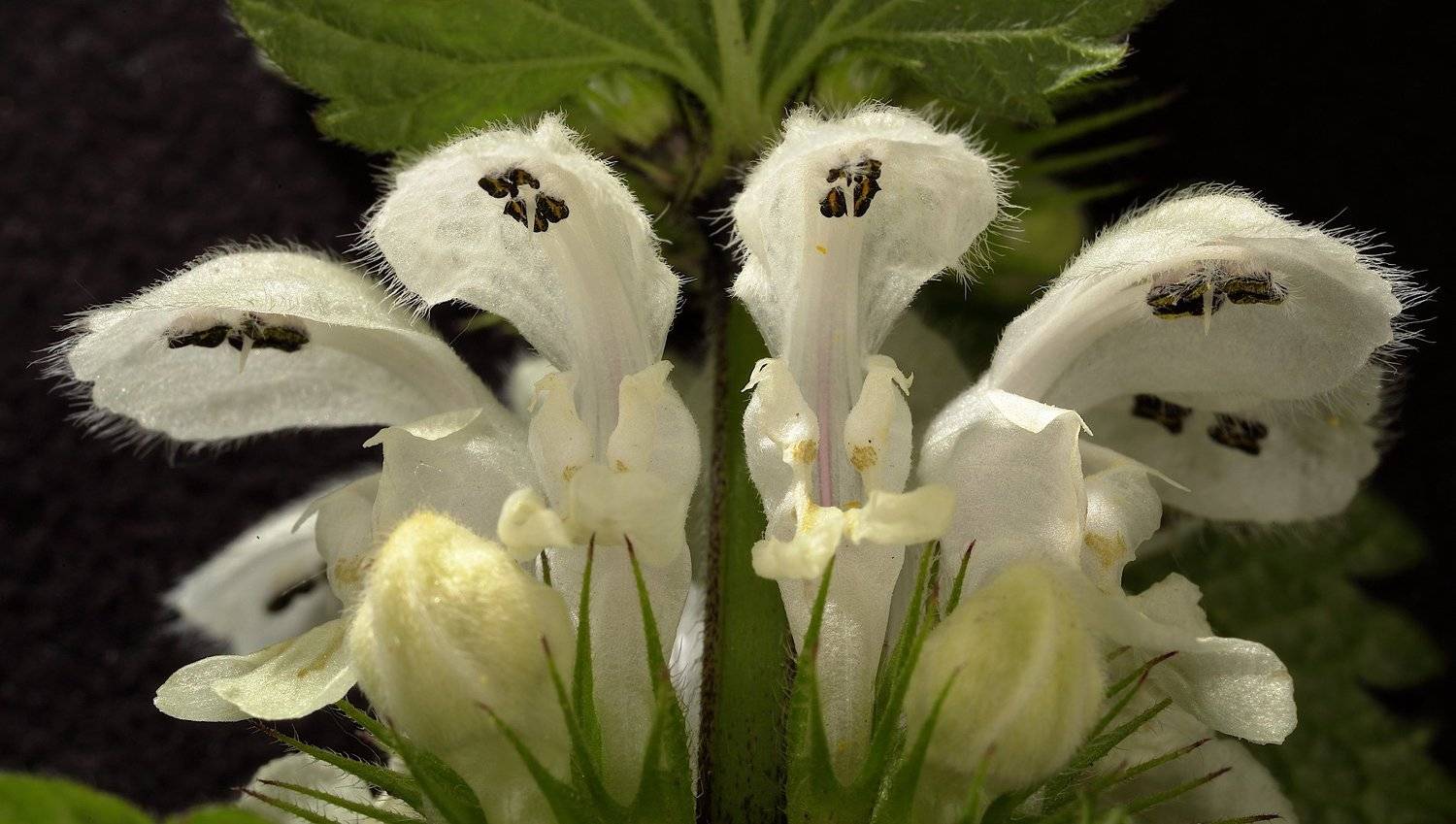 lamium, яснотка, Александр Зорин