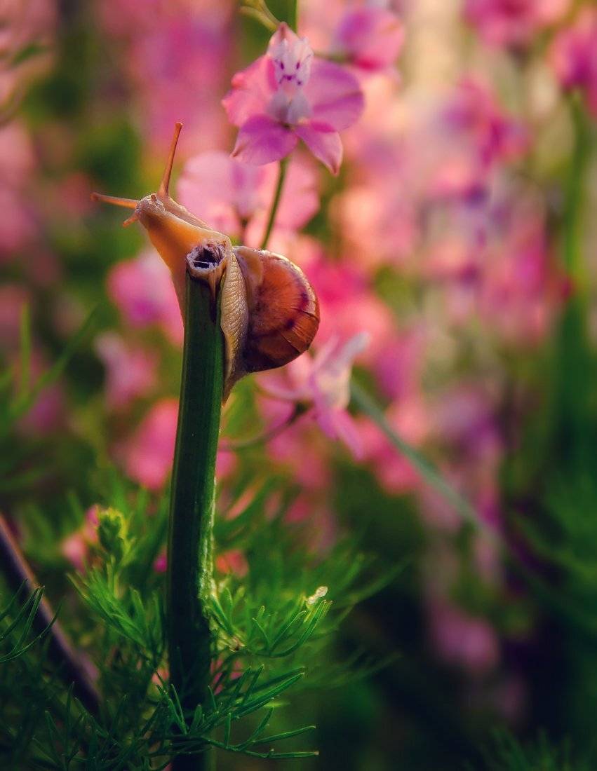 , Александр Хромеев