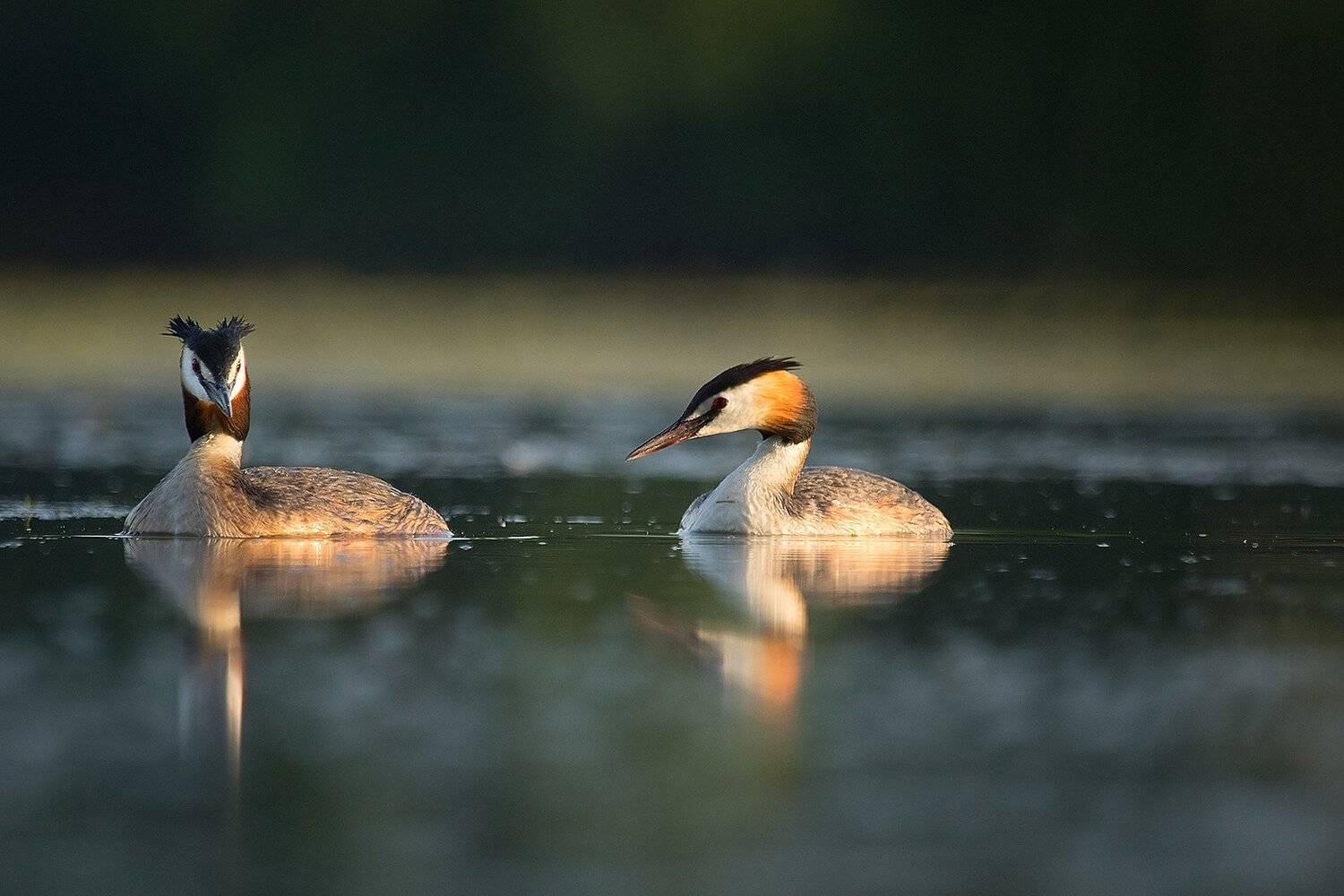 Большая поганка. Автор: Robert Adamec , Robert Adamec