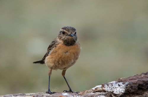 Stonechat