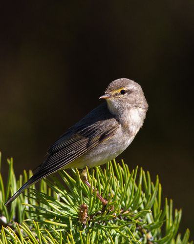 Пеночка-весничка