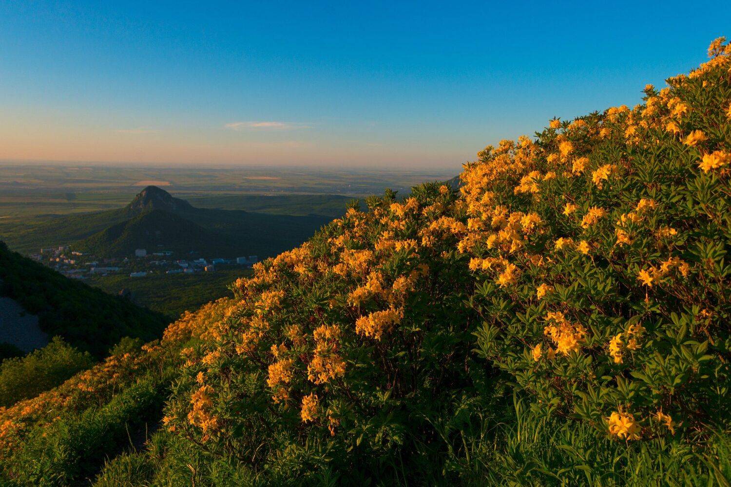 гора,бештау,железноводск,рододендрон,закат,пейзаж, Елена Брежицкая