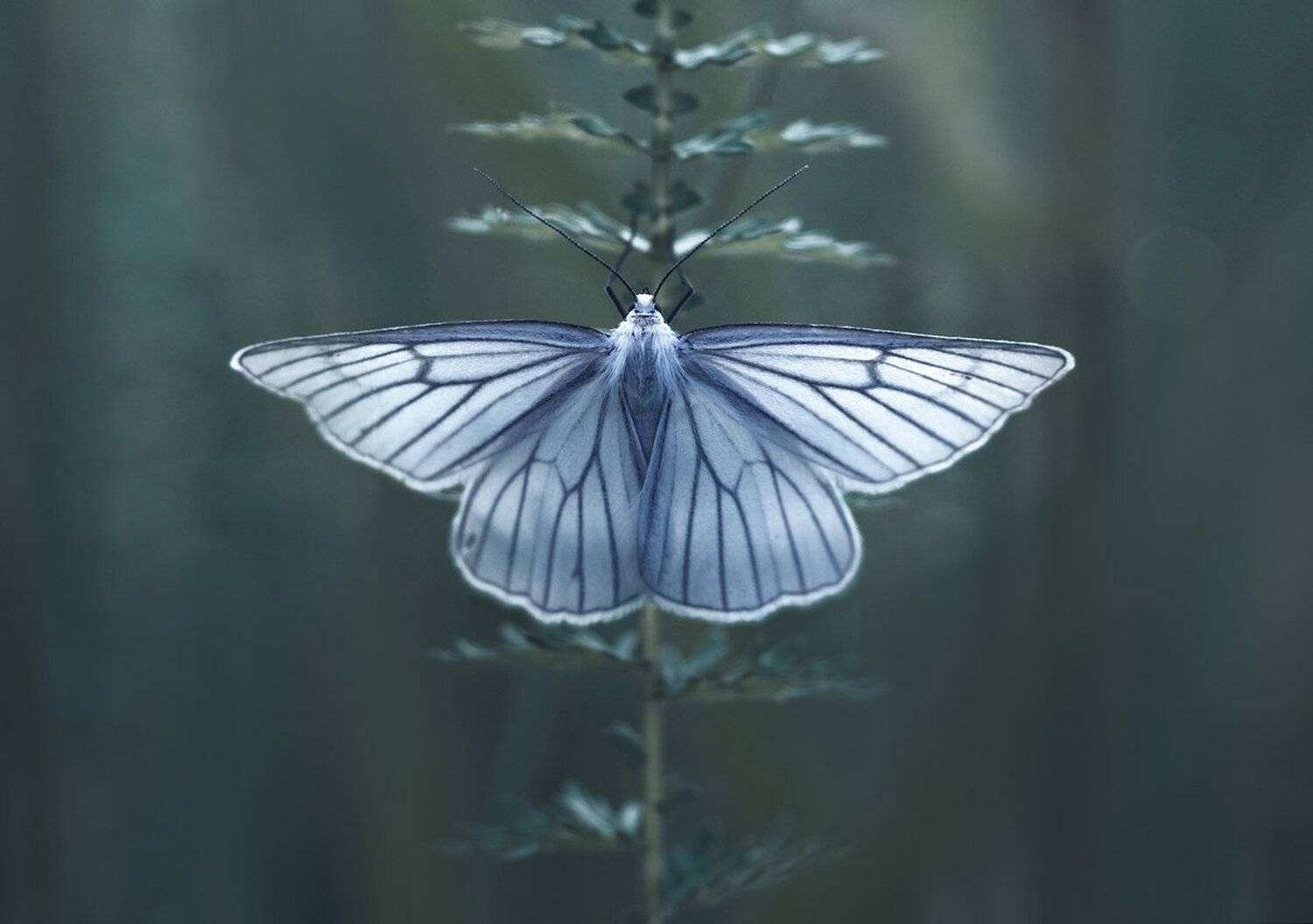 бабочка, свет, macro, Баранов Олег