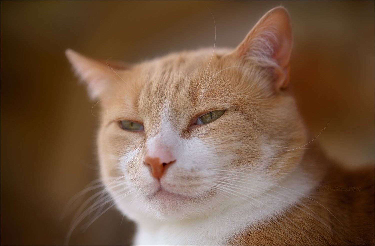 кошки, портрет, Sergey Drobkov