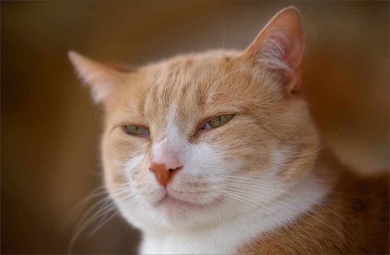 кошки, портрет Кошачий лорд фото превью